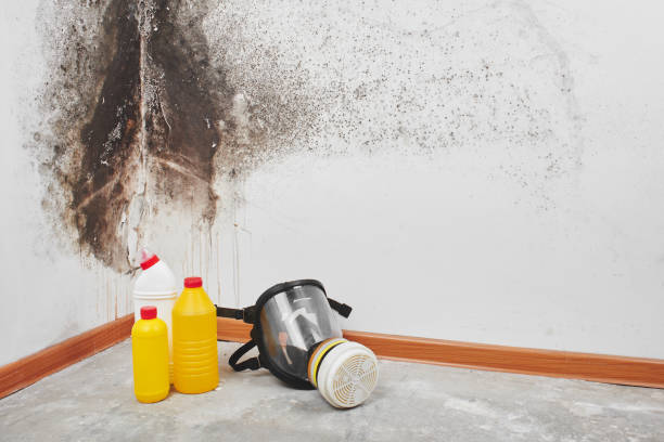 Attic Mold Removal in Newkirk, OK