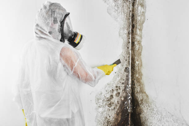 Best Attic Mold Removal  in Newkirk, OK