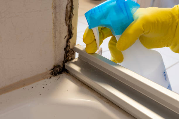 Best Certified Mold Removal  in Newkirk, OK
