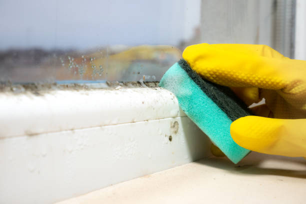 Best Mold Removal and Inspection  in Newkirk, OK