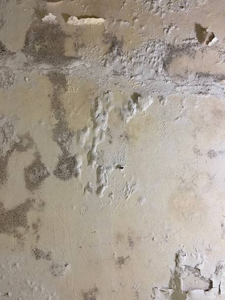 Best Professional Mold Removal  in Newkirk, OK