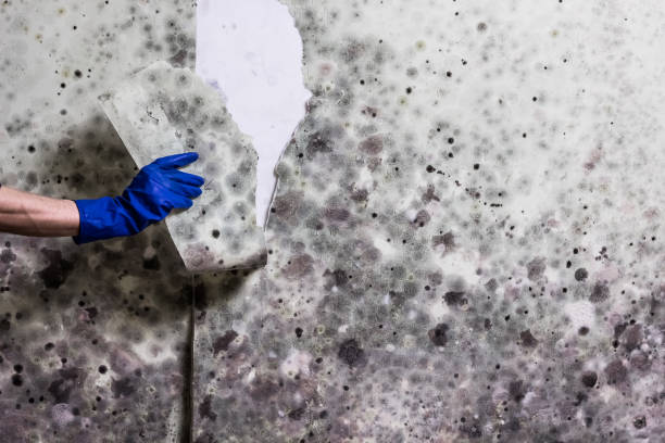 Best Toxic Mold Removal  in Newkirk, OK