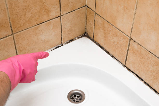 Trusted Newkirk, OK Mold Removal Experts