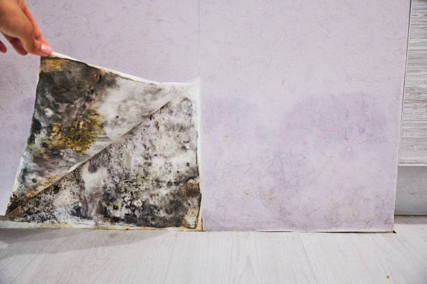 Best Mold Cleaning Services  in Newkirk, OK